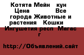 Котята Мейн - кун › Цена ­ 19 000 - Все города Животные и растения » Кошки   . Ингушетия респ.,Магас г.